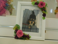 水戸市愛犬キキちゃん