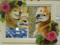 常陸大宮市愛犬ももちゃん