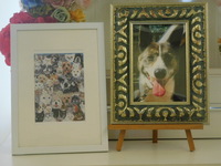 水戸市愛犬エトちゃん