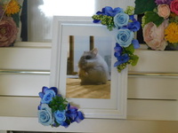 土浦市ハムスター・ミルクちゃん