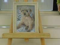 笠間市愛犬ミルクちゃん