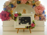 ひたちなか市愛猫キキちゃん