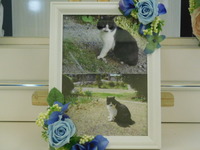 常陸太田市愛猫のらくろちゃん