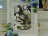 鉾田市ハムスターちゃーちゃん