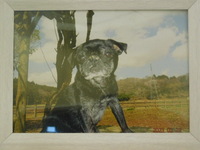 鉾田市愛犬フーチちゃん