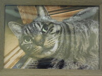 水戸市愛猫ミケちゃん