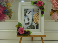 水戸市愛兎ここちゃん