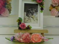 水戸市ジャンガリアンハムスター・とつちゃん