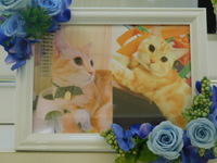 水戸市愛猫福丸ちゃん