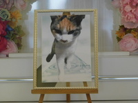 小美玉市愛猫みいちゃん