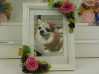 水戸市愛犬きなこちゃん