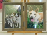 笠間市愛犬チップちゃん