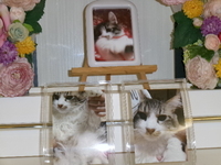 常陸大宮市愛猫うたちゃん