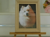 大子町愛犬フランソワーズちゃん