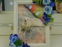 水戸市フェレットもるちゃん