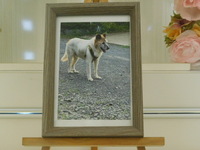 那珂市愛犬サンダーちゃん