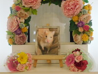 水戸市ハムスターさくらもちちゃん