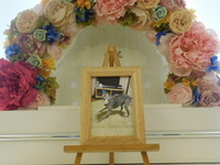 水戸市愛犬するめちゃん