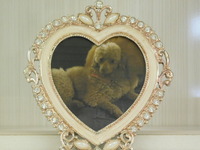 水戸市愛犬ぷぅちゃん