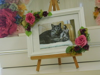 水戸市愛猫げんちゃん