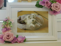 ひたちなか市愛犬シュウザちゃん