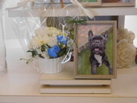 茨城町愛犬ボンちゃん