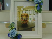 日立市愛犬ネオちゃん