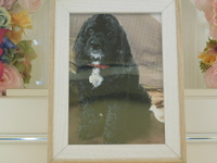 那珂市愛犬ラッキーちゃん