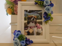 ひたちなか市愛犬ティアラちゃん