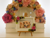 水戸市愛犬ポンチョちゃん