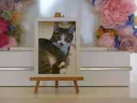 水戸市愛猫コロちゃん