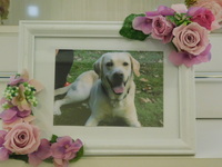 那珂市愛犬ソーダちゃん