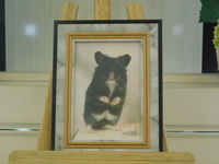 水戸市ハムスター・ピトンちゃん