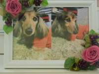 茨城町愛犬ドミノちゃん