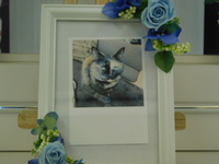 水戸市愛猫チャイちゃん