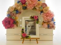 水戸市愛猫めめちゃん