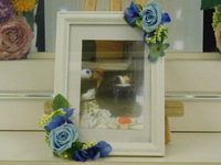 笠間市モルモット・ビビちゃん