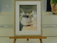 水戸市ロボロフスキーハムスターラテちゃん