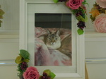 那珂市愛猫わさびちゃん