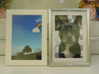 水戸市愛犬涼（すず）ちゃん