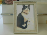 水戸市愛猫小梅ちゃん