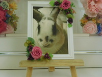 水戸市愛兎ひげちゃん