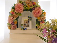 日立市愛犬さくらちゃん