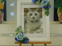 水戸市愛猫すずちゃん