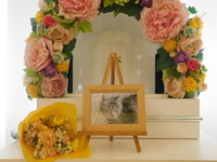 水戸市愛猫クーちゃん