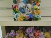 水戸市愛犬ひまわりちゃん