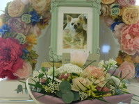 水戸市愛犬チャピちゃん