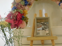 水戸市ハムスター・はむちゃん