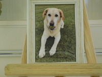 水戸愛犬さくらちゃん