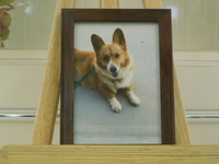 水戸市愛犬カカオちゃん